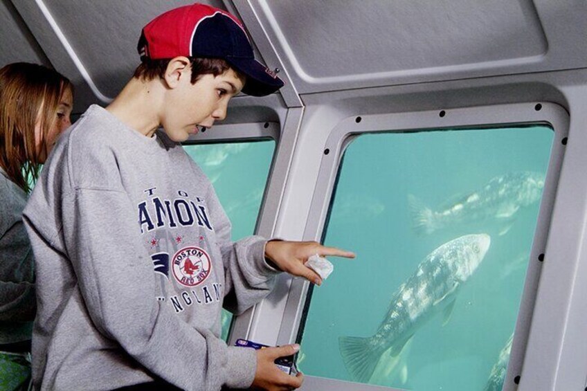 A person pointing at a fish through a window. 2