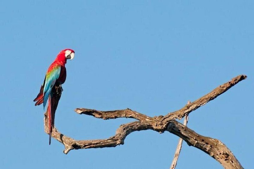 Un guacamayo rojo y azul posado sobre una rama desnuda contra un cielo azul despejado. 5