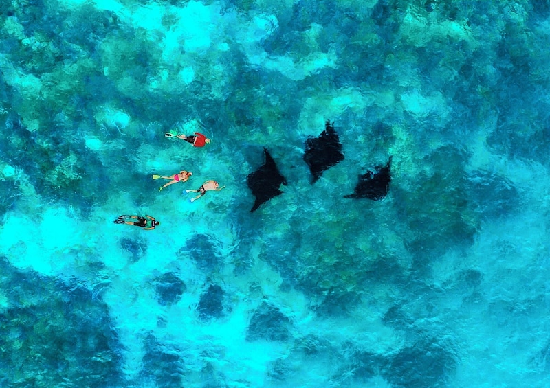 Manta Ray Experience