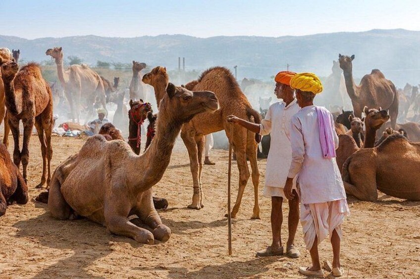 Paisaje desértico con camellos y personas. 1