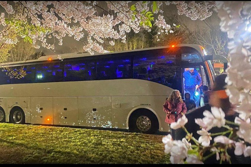 Un autobus garé la nuit, avec ses fenêtres illuminées, entouré de fleurs de cerisier. 4