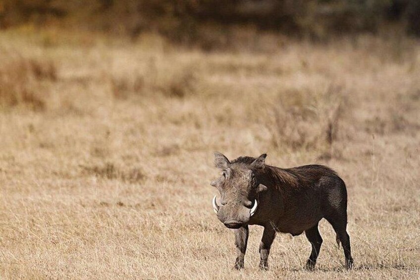 A wild boar standing in a dry grassland. 2