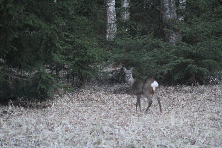 Un ciervo en un bosque con árboles de coníferas densas y hierba seca. 1