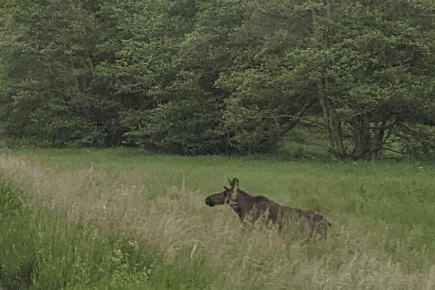 Evening Wildlife Safari with Campfire Dinner from Stockholm 3