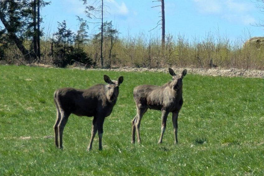 Two moose in a grassy field with trees in the background. 1