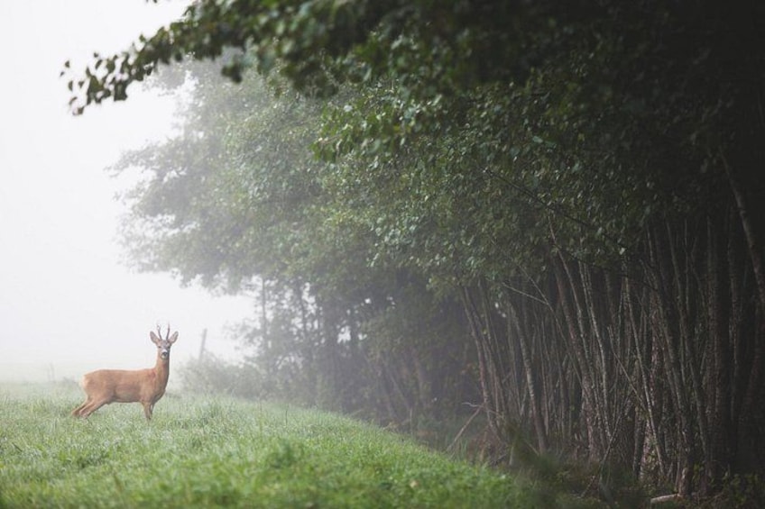 Evening Wildlife Safari with Campfire Dinner from Stockholm 2