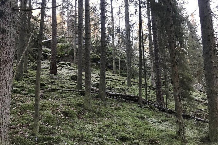 Evening Wildlife Safari with Campfire Dinner from Stockholm 4