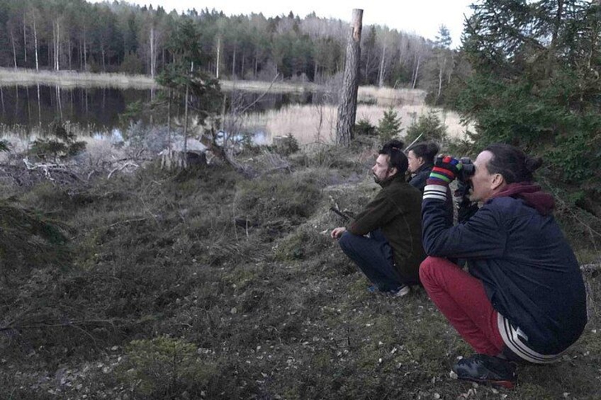 Evening Wildlife Safari with Campfire Dinner from Stockholm 4