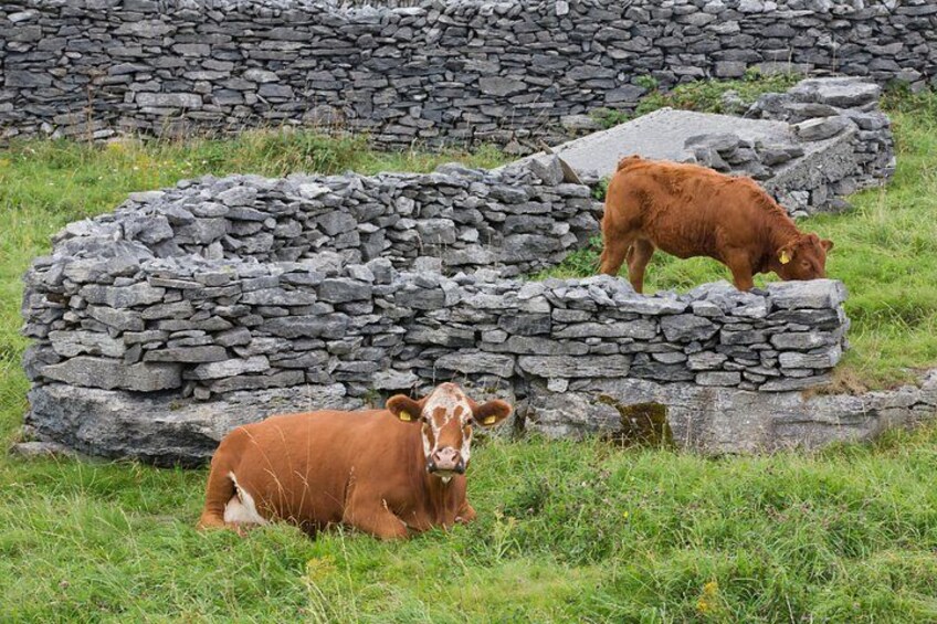 A brown cow grazing in a grassy field with a stone wall in the background. 2