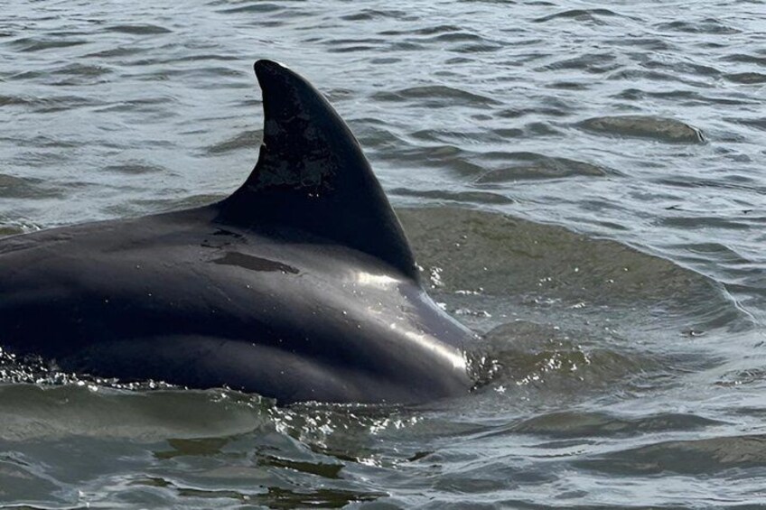 Luxury Powerboat Dolphin/Manatee Watch in Daytona Beach 2
