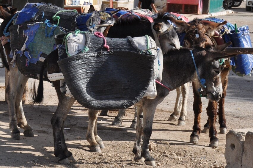 Sefrou and B'Halil Troglodytes Excursion from Fez