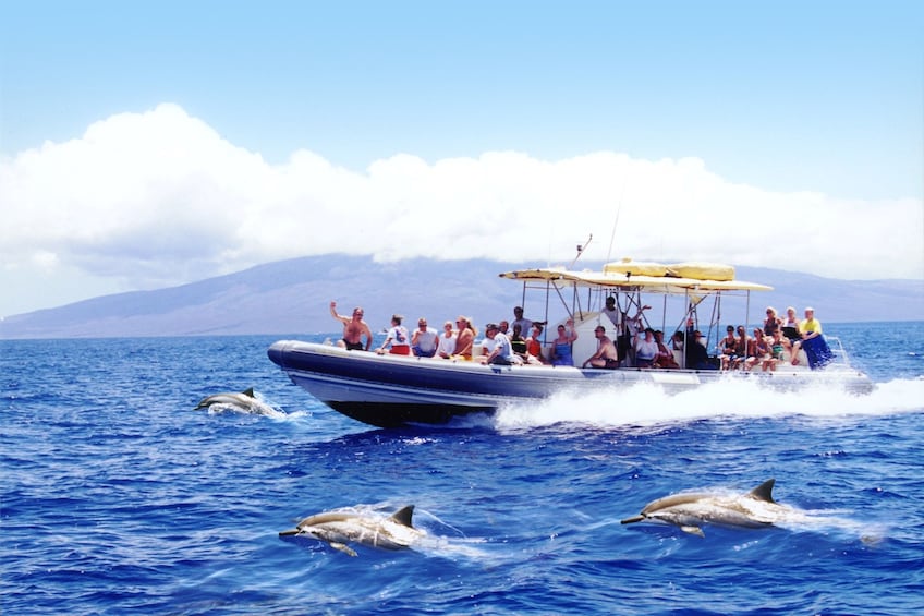 A boat with tourists watching dolphins in the ocean. 1