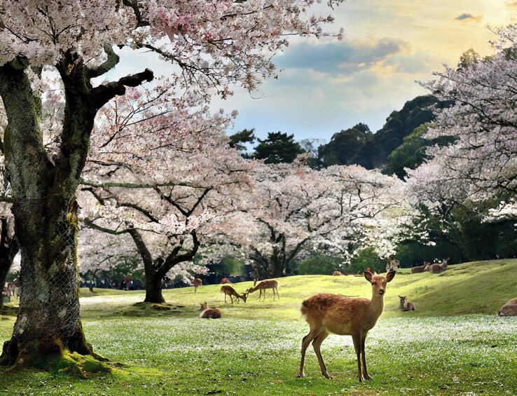 Nara Photoshoot Service by An English Speaking Photographer 2