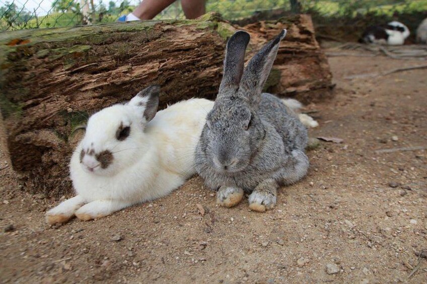 Dos conejos descansando sobre un suelo de tierra con un tronco al fondo. 3