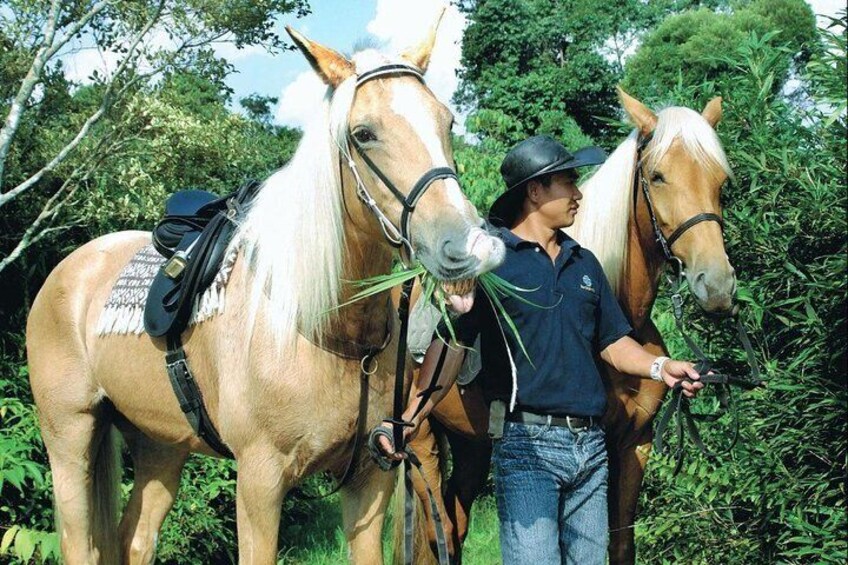 Horse Trail Rides