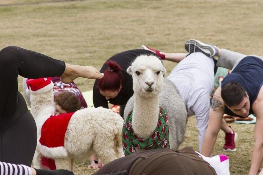 Mensen zijn met een lama in een open landschap. 3