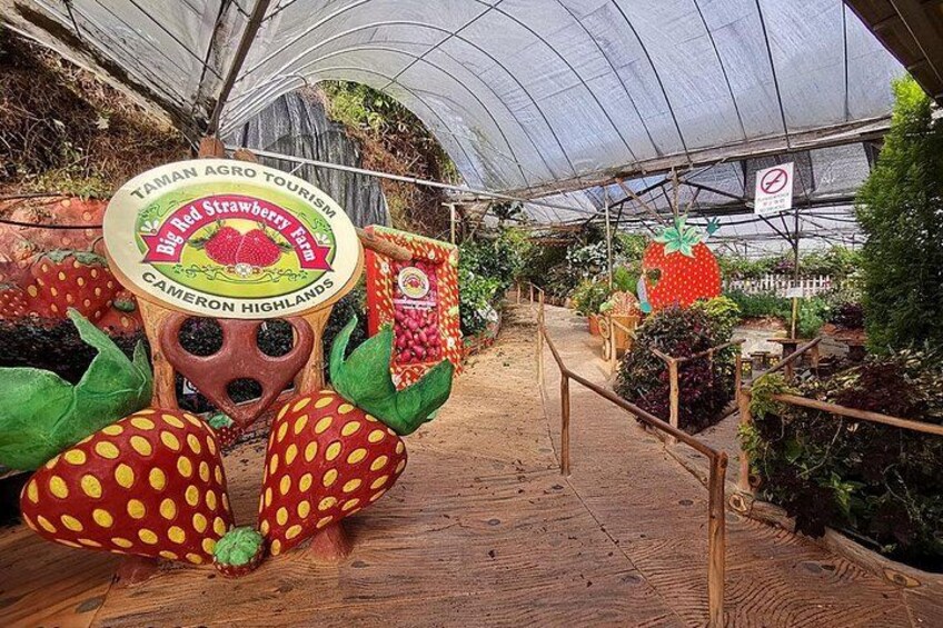 Et drivhus med et skilt for Big Red Strawberry Farm og Cameron Highlands. 3