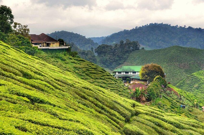Cameron Highlands, Malaysia 4