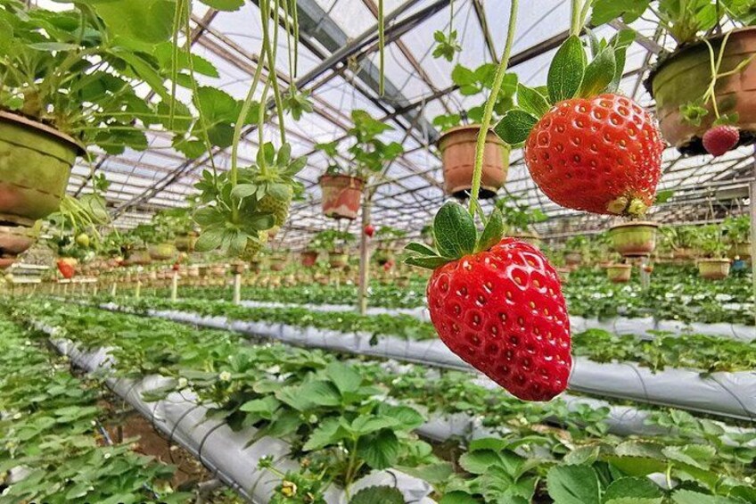 Big Red Strawberry Farm 2