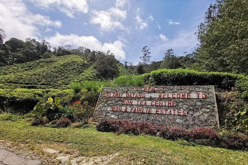 Boh Tea Plantation 3