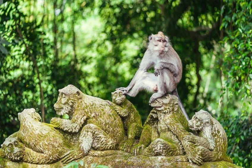 A monkey sitting on a rock formation surrounded by other monkeys. 2