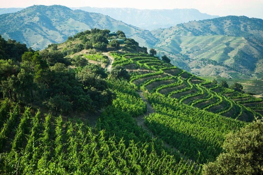 WINE TOUR PRIORAT: Visit 2 Top Wineries, Wine Tasting & Gourmet Lunch 4