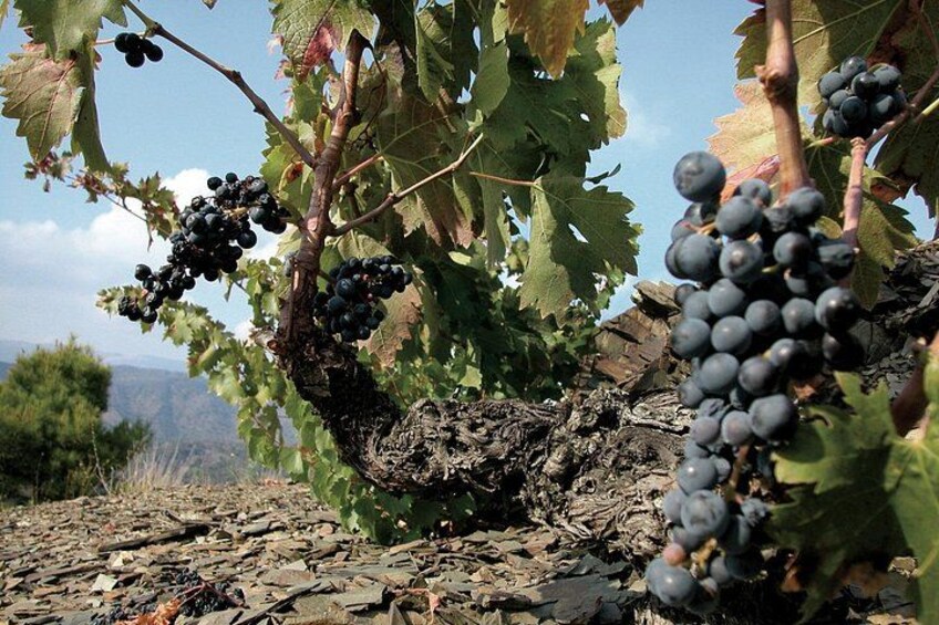 WINE TOUR PRIORAT: Visit 2 Top Wineries, Wine Tasting & Gourmet Lunch 5