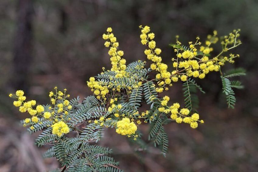 Australia's Golden Wattle 3