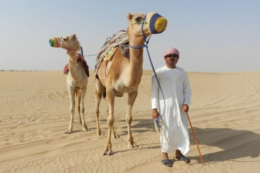 A camel with a saddle and a rider in a desert. 2