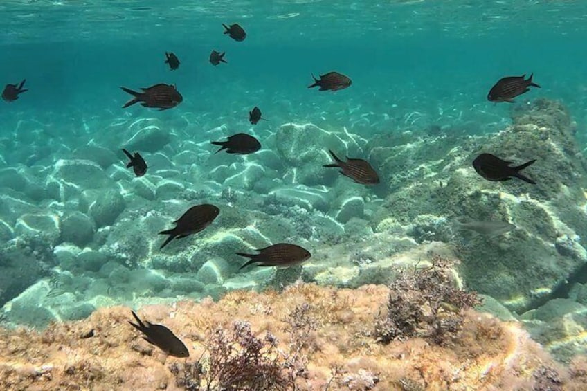 Costa Brava Kayak & Snorkel Tour + Picnic from Barcelona 5