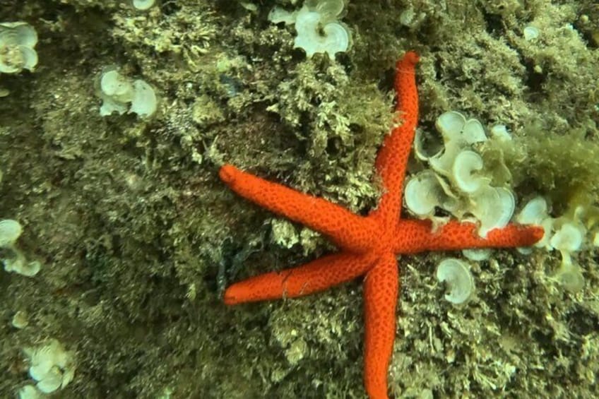 Costa Brava Kayak & Snorkel Tour + Picnic from Barcelona 2