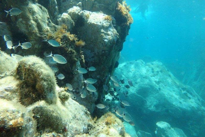 An underwater scene with a rocky reef, marine life, and clear blue water. 2