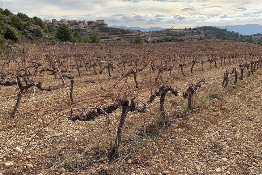 A vineyard with rows of grapevines. 2