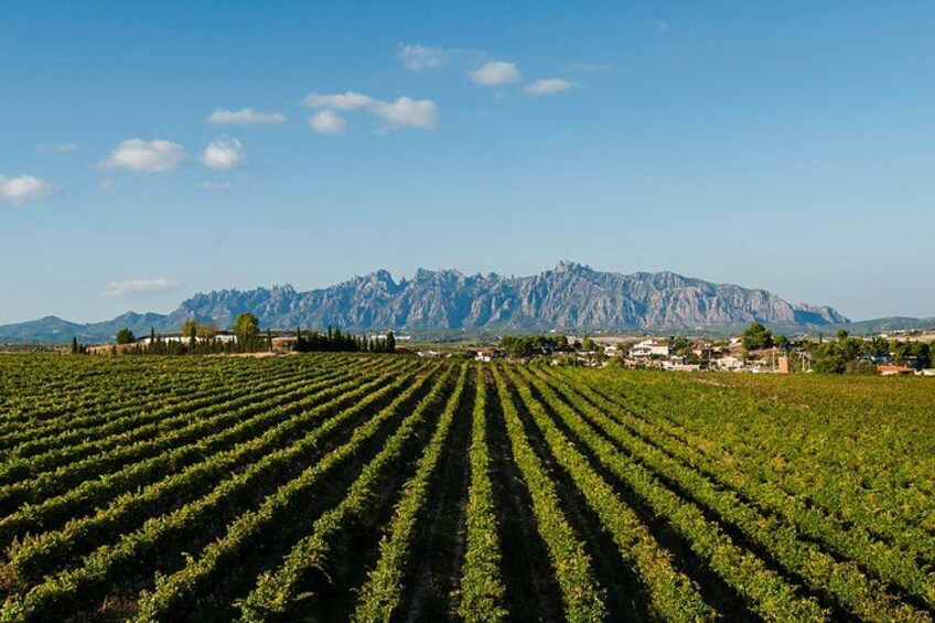 A vineyard with rows of grapevines, a mountain range in the background, and a small town with buildings. 3