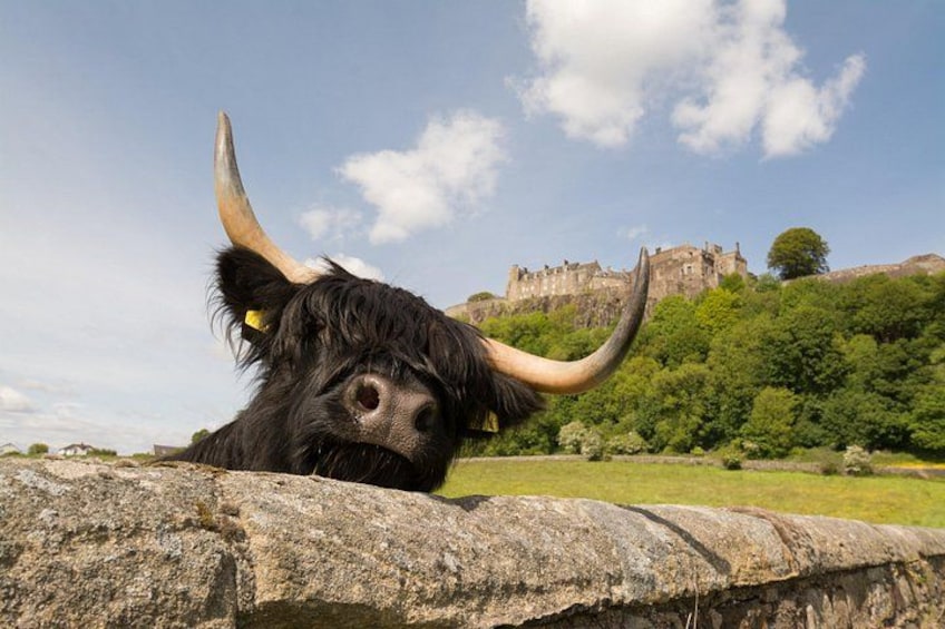 Stirling Castle and a Highland Cow 2