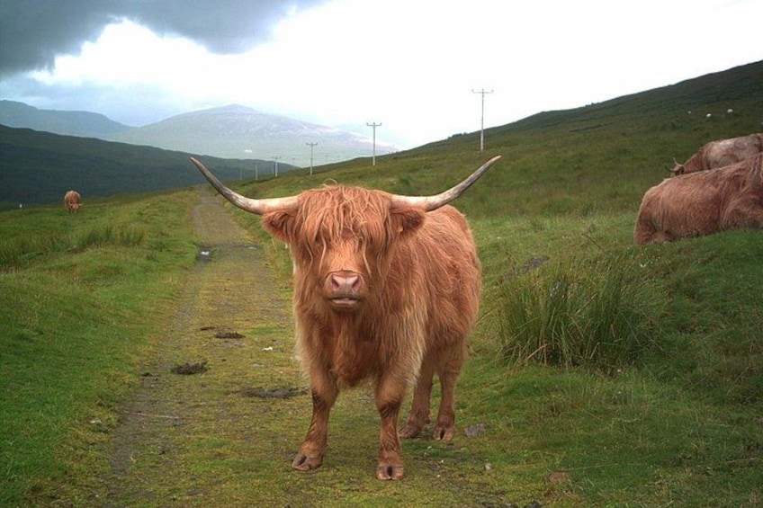 Edinburgh: Loch Lomond, Stirling Castle and the Kelpies Day Tour 2
