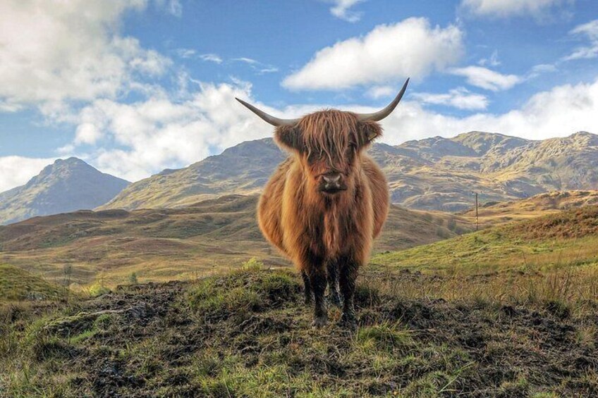 Highland Cow 3