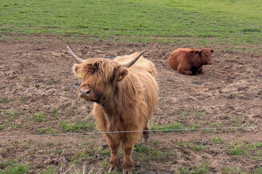 A highland cow standing in a field with a fence in the background. 1