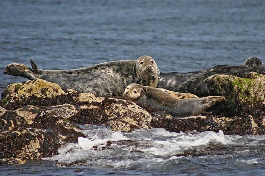 Close up views of seals 4