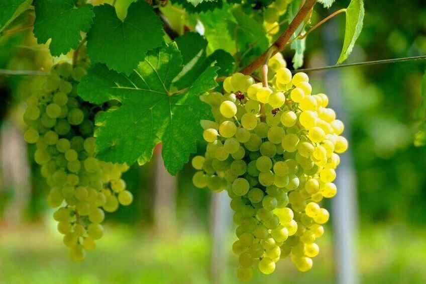 Clusters of green grapes hanging from a vine with large green leaves. 4