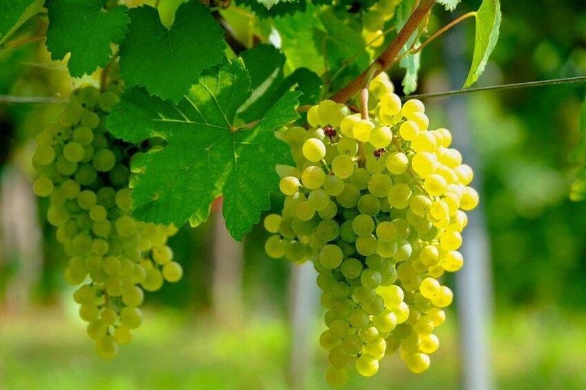 Clusters of green grapes hanging from a vine. 4