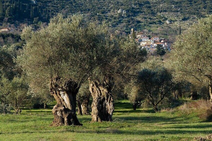 Olive trees in a field with a village in the background. 3