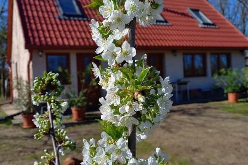 A house with a red roof, white flowers in the foreground, and potted plants in the background. 5