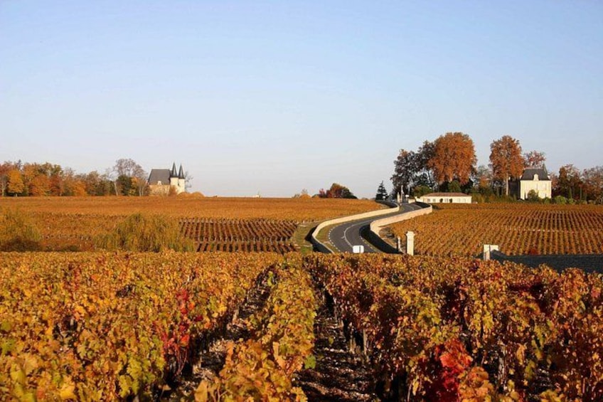 A vineyard with rows of grapevines, a winding road, and buildings in the background. 3