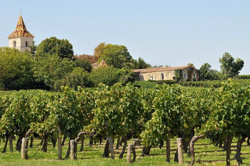 A vineyard with rows of grapevines, a church with a bell tower, and a stone building in the background. 1