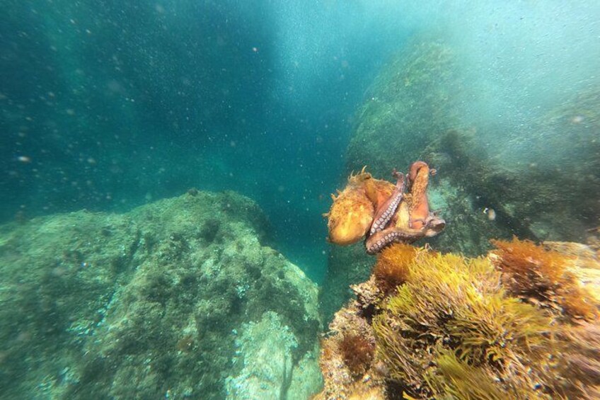 Costa Brava Private Tour: All-Inclusive Sailing & Snorkeling 3