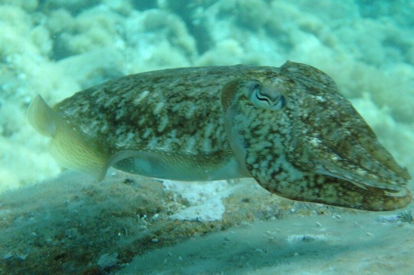 Sea life 5