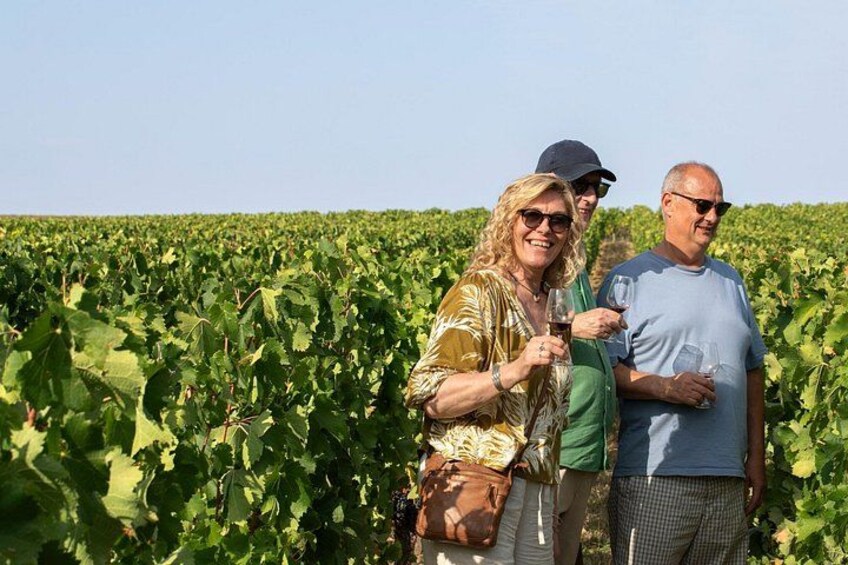 A vineyard with rows of grapevines. 3
