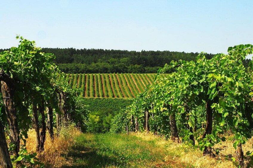 A vineyard with rows of grapevines and a forested hill in the background. 1
