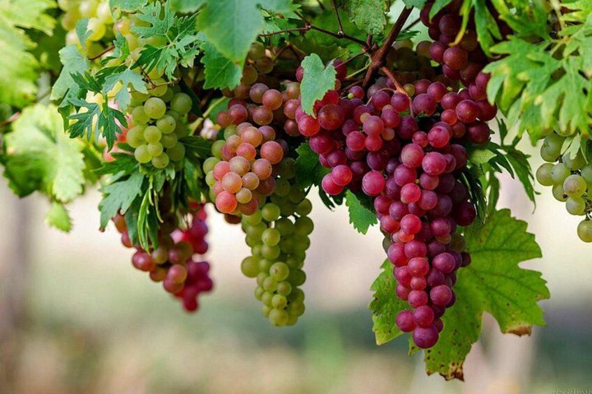 Clusters of green and red grapes on vine branches. 4